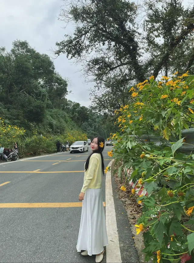 Mùa hoa Dã Quỳ - Ba Vì 💛