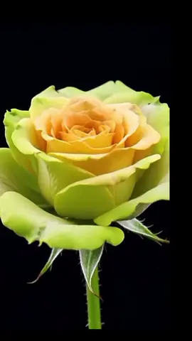 #موسيقى_ورود #خايف_مره_احب #عبد_الحليم_حافظ #حب #ورود 