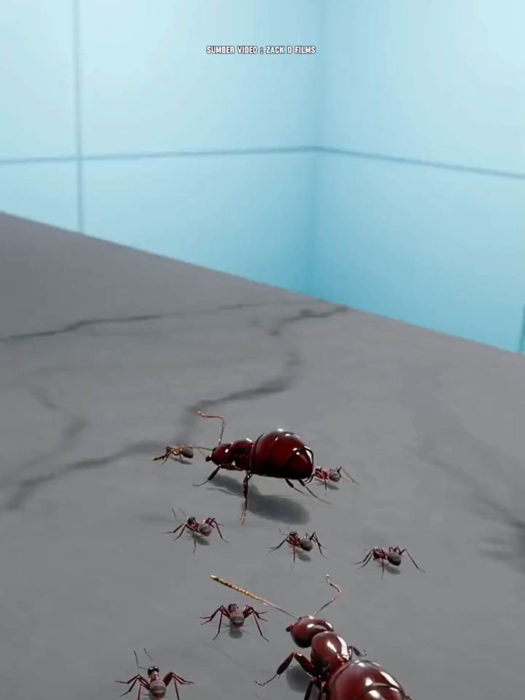 Detail Fakta : 1. Koloni Semut dan Ratu: Semut hidup dalam koloni yang biasanya terdiri dari satu atau lebih ratu, pekerja, dan kadang-kadang tentara (semut pelindung). Ratu bertugas untuk bertelur, sedangkan pekerja mencari makanan, merawat larva, dan membangun sarang. Semut memiliki kemampuan untuk membentuk lebih dari satu sarang (superkoloni). Ini berarti bahwa ketika satu sarang dihancurkan, koloni bisa membelah dan membangun sarang baru di tempat lain. 2. Sistem Pencarian Makanan: Semut menggunakan feromon (senyawa kimia) untuk menandai jalur menuju sumber makanan. Ketika mereka menemukan makanan, mereka meninggalkan jejak feromon yang akan diikuti oleh semut lain, membentuk jalur makanan yang terorganisir. 3. Efek dari Penyemprotan Racun: Menyemprotkan racun langsung pada semut seringkali tidak efektif untuk membasmi seluruh koloni karena hanya semut-semut yang terkena semprotan yang mati. Semut lain yang tidak terkena bisa melarikan diri, dan karena ada banyak ratu, mereka bisa membentuk koloni baru atau berkembang biak. 4. Umpan Racun: Umpan racun bekerja dengan cara yang lebih efektif karena semut akan membawa umpan tersebut kembali ke sarang, memakannya, dan membagikan racun kepada semut lain, termasuk ratu. Ini menyebabkan seluruh koloni, bahkan jika tersebar di beberapa sarang, bisa mati secara sistematis. Umpan biasanya mengandung zat yang hanya beracun bagi semut, sehingga tidak membahayakan hewan peliharaan atau manusia jika digunakan dengan benar. 5. Kemampuan Beradaptasi Semut: Semut dapat beradaptasi dengan sangat cepat terhadap racun tertentu. Oleh karena itu, kadang-kadang perlu mengganti jenis umpan atau racun yang digunakan jika satu jenis sudah tidak efektif lagi. Ini adalah salah satu alasan mengapa pengendalian semut bisa menjadi proses yang berkelanjutan. #faktaunik #faktamenarik #semut #foryoupage #fyp