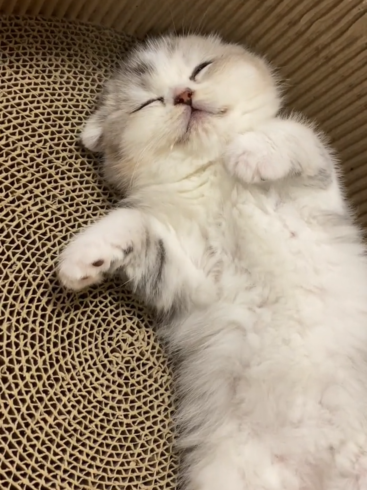 #us #catlover #you #couple #cats 