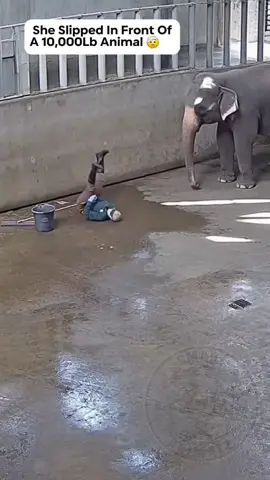 Animals completely trust you ❤️#animalsoftiktok #animallover #Love #positivity 