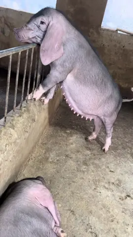 Nái xịn luôn. #chănnuôi #xuhuong #xuhuongtiktok #khoảnhkhắc #xuhướng 