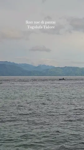 Suasana sore tadi senin 17 Nov 2025 di pantai Tugulufa Tidore.  #ikan #nelayan #ikanlaut #laut #malukuutara 