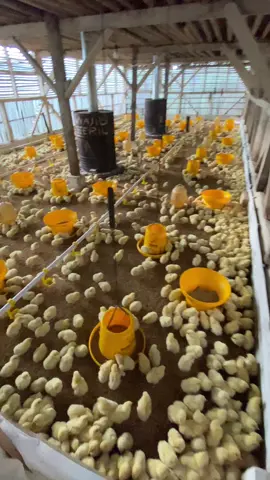 #peternakmuda #ayambroiler #kandangopenhouse #fyp 