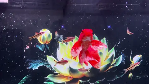 Ae luyện đỏ đến đâu rồi