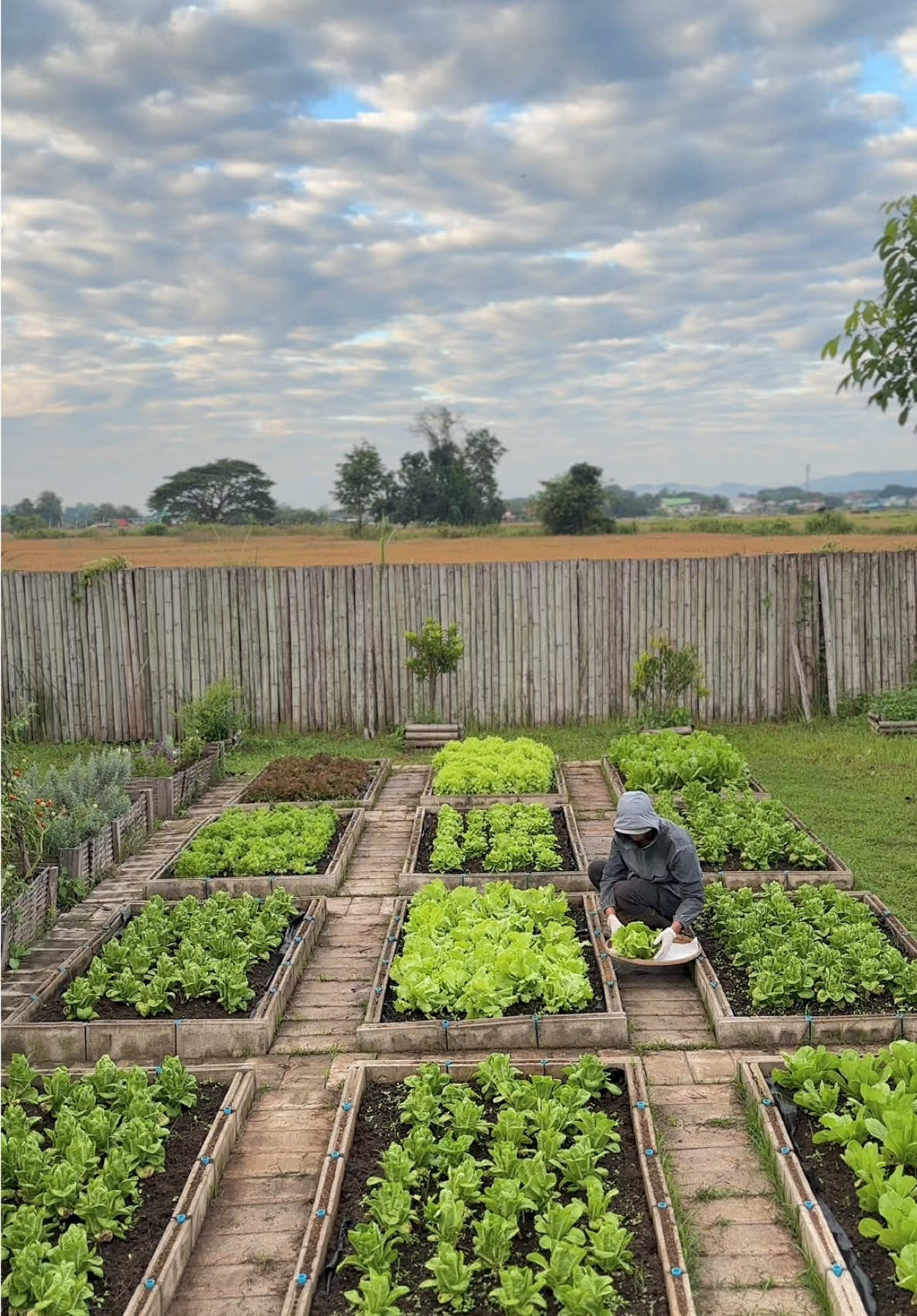 ผักสลัดล็อตแรกของฤดูหนาวปีนี้ … ฤดูหนาวที่มีแต่ฝน EP6 #ปลูกผักสวนครัว #ปลูกผักกินเอง #เกษตรอินทรีย์ #เกษตรกร #วัยรุ่นทําสวน 