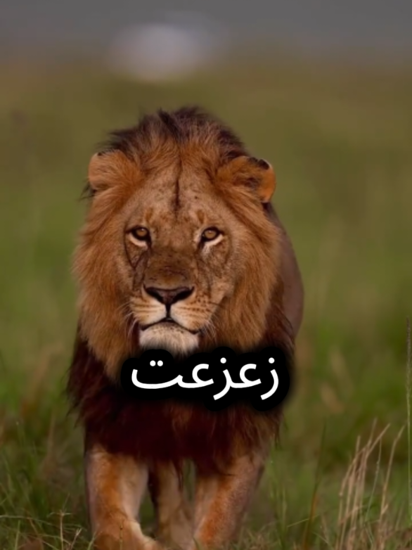 عندما يتحالف ضدك الحاقدين والحاسدين فأعلم انك زعزعت كيانهم #خواطر #عبارات #اقتباسات #اقتباسات_عبارات_خواطر #عباراتكم_الفخمه📿📌 