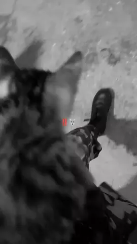 Wahdk Flpodium ‼️🐺 #foryou #fyp 