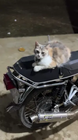 😼 #glgank#gl100#cepekgank🤙🏻 