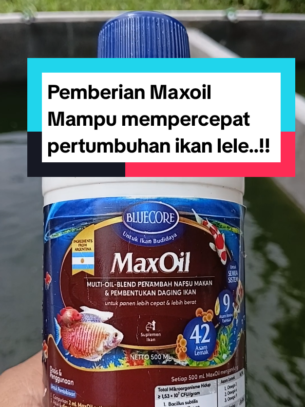 Trik budidaya lele panen melimpah sesuai target..!! #kangewi #probiotikikan #bluecore #budidayaikan #budidayalele 