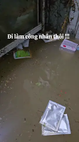 #Proconco #deheus #goldcoin #thuocthuy #chănnuoiga🐔 