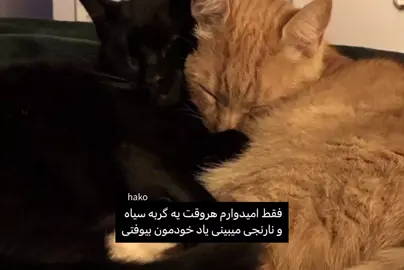 #creatorsearchinsights #creatorsearchinsights #creatorsearchinsights #creatorsearchinsights 