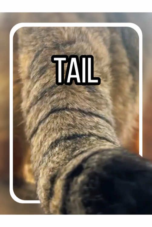 What animal’s tail is this? #tiktok #fyp #tail #animals #LearnOnTikTok 