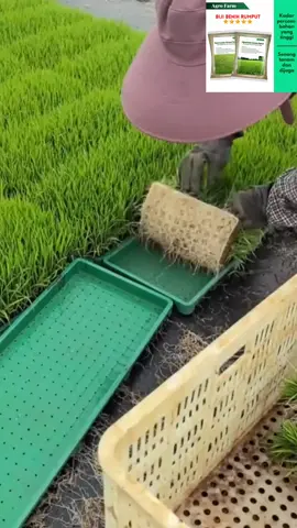 #rumputkubur #rumputkarpet #landscape #rumputsintetis #fyp 