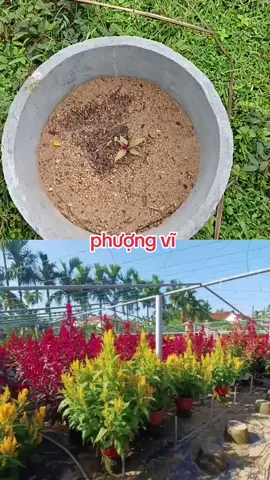 phượng vĩ trồng 10 ngày rồi mọi người nha #xuhuongtiktok #HoaDep #phuongvi #tet2026🧨🧨🧨🧨🧨🧧🧧🧧 