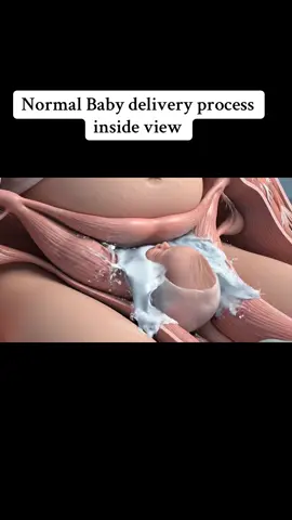 Normal Baby delivery process inside view#process #human #anatomy #foryoupage #delivery 