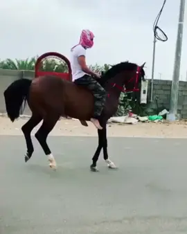 #خيل_وخياله🐎 #اكسبلورexplore❥🕊 #الهاشتاقات_للشيوخ 