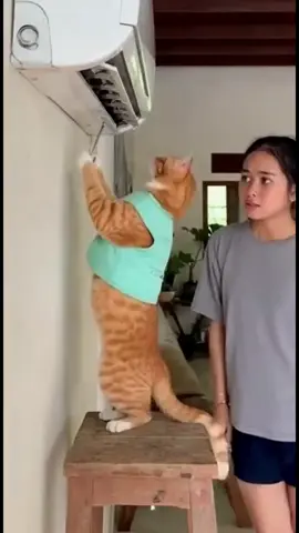 Ketika bang oyen benerin AC bukannya betul tapi malah tambah rusak 🤣  #BangOyen #KucingOren #ServiceAC #OyenNgamuk #OyenKabur  