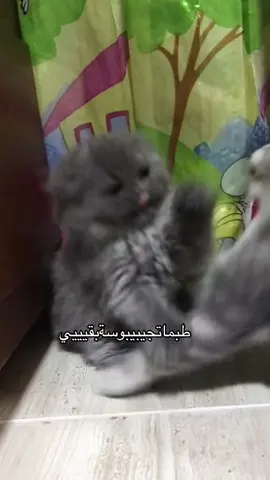 طب ما تجيبي بوسي بقي