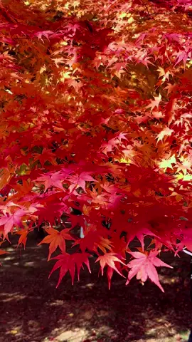 #富士山河口湖紅葉美景 #Beautiful  Scenery In Fujisan Japan 