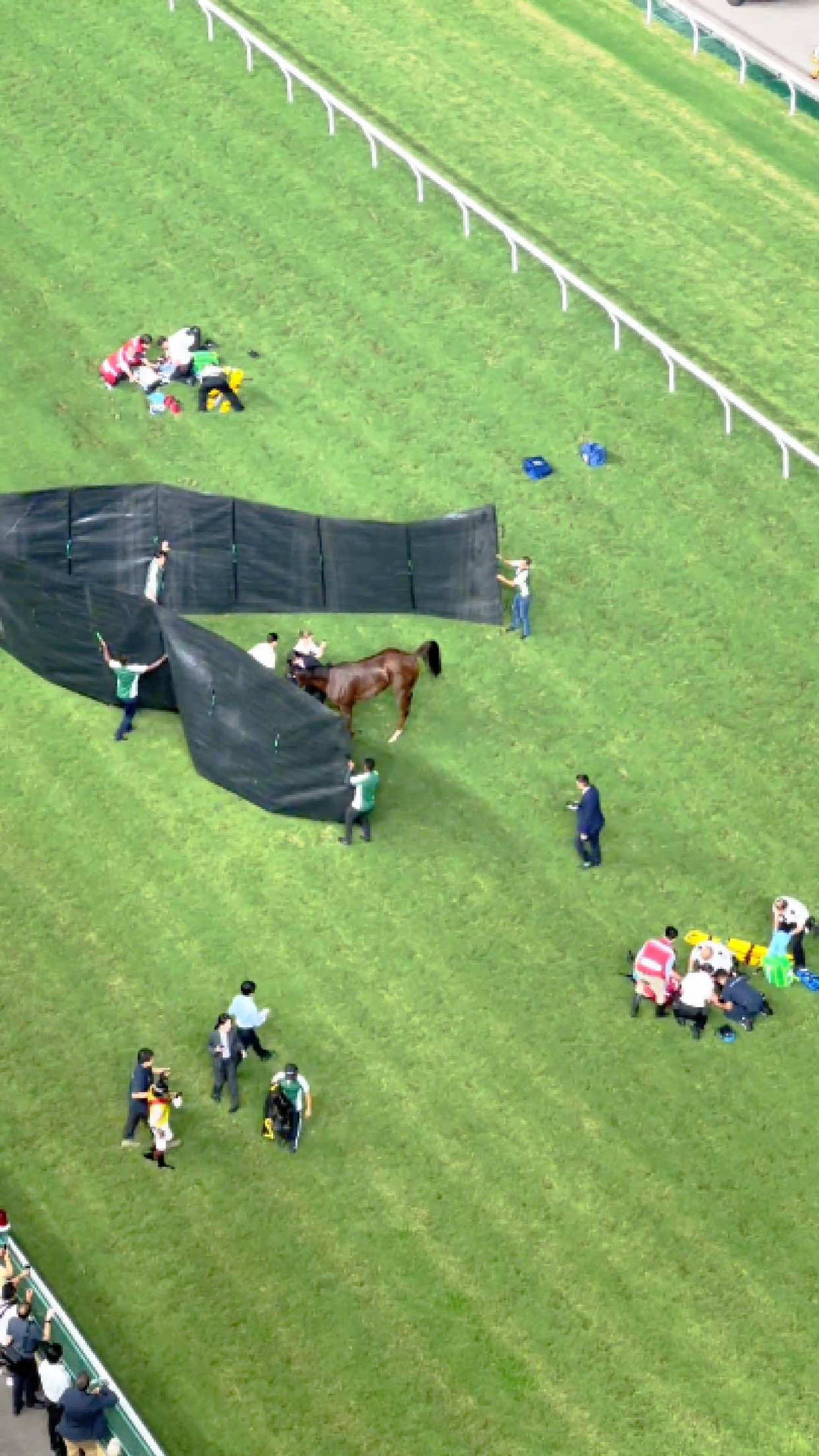 When a racehorse gets injured, it will never race again…#like #foryoupage #knowledge #house 