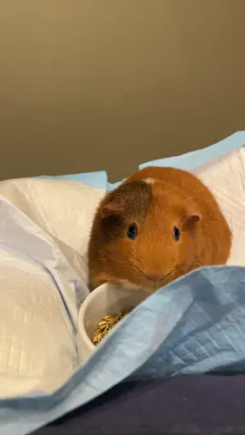 Jimjam #fyp #myguineapigisfat #viral 