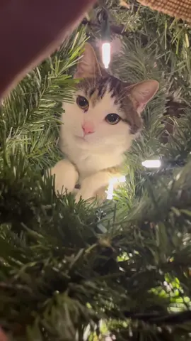 Funniest Cats Video  My Christmas Tree Grew a Cat 🎄🐱 #cat #christmas #fyp #funny #pet #cats 