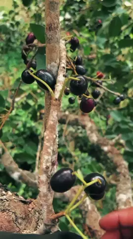 anggor jowo#rataufyp#fyp#juwet#fouryoupage#blora24jam 