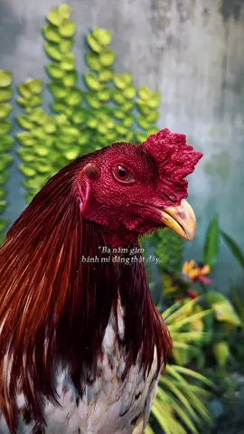 #CapCut @QUÂN CẦN THƠ 9✅ @QUÂN CẦN THƠ 1✅ @QUÂN CẦN THƠ 5✅ @QUÂN CẦN THƠ 4✅ @QUÂN CẦN THƠ 3✅ @QUÂN CẦN THƠ 6✅ 