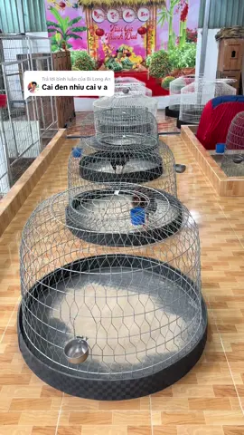 Trả lời @Bi Long An Khay cao su non dập vân nổi lót bội gà @Phụ Kiện Chiến Kê 62 @Gà Tre Phụ Kiện Chiến Kê 62 #khaycaosunon #khaycaosulotboiga #gachoivietnam #phukienchienke62 #xuhuong 