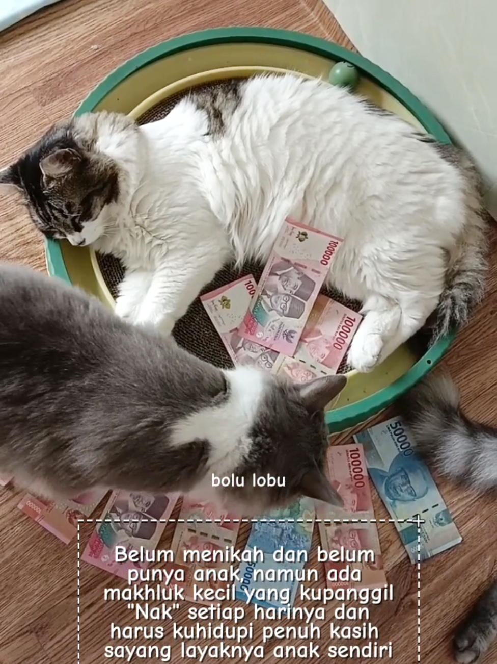 Mungkin di luar kalian cuma kucing, tapi buat aku mereka sudah kayak anak sendiri 😻🤗 #kucingindo  #kucinglucu  #kucinggemoy  #catloverindonesia  #bolulobu 