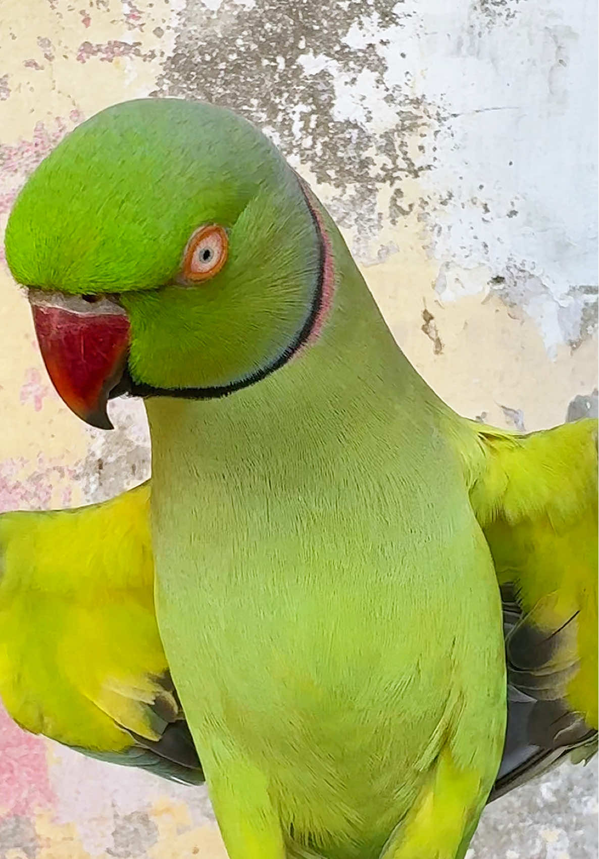 Parrot Talking 🦜 #parrottalking #indianringneckparrot #1millionviews #foryoupageofficiall #parrotsoftiktok 