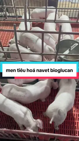 khách e toàn lấy cả thùng ạ #hienluongchannuoi #channnuoi #chiase #xh 