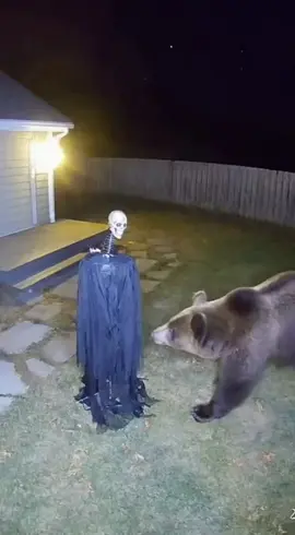 Meine Halloween-Puppe wurde endlich zerstört #Halloween #Witze #Angst #Tiere #Lustig