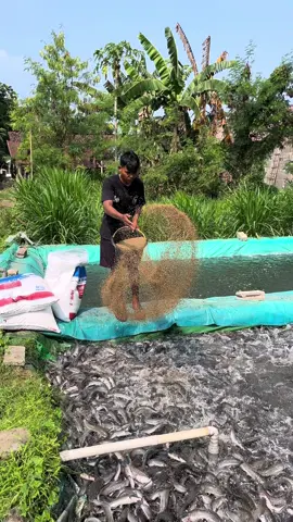 lapor 1 minggu lagi siap di panen ketua🫡🤙🏻🤪 #ikan #budidayalele #kediri24jam #fyp #sukamenlele @Berkah Lele 