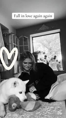 Fall in love again ❤️ #Love #huskylife #dogs #amour #foryoupagе 
