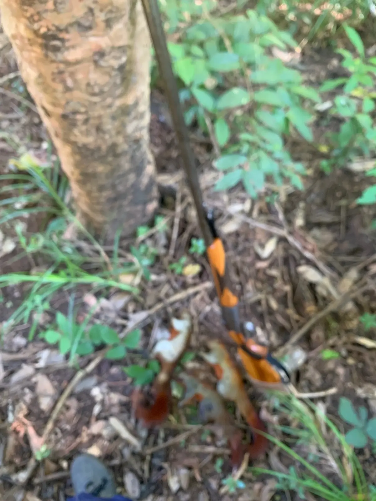 รอบนี้ขอยอมแพ้  ได้บ้างไม่ได้บ้างเรื่องปรกติ มองให้เหมือนเกมกีฬา🐿️🐿️#นายพราน #หมาพราน #สายล่า 