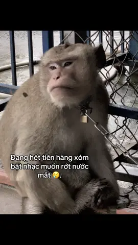 Rầu thúi ruột #xhhhhhhhhhhhhhhhhhhhhhhh 