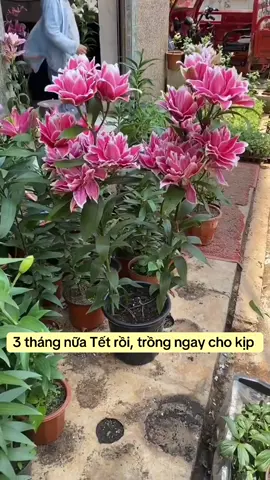 Thời điểm vàng trồng hoa ly chơi Tết đến rồi cả nhà ơi #hoalykep #cuhoalykep #cuhoalykepcao #tronghoalykep #hoadepdontet 