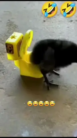 #الشعب_الصيني_ماله_حل😂😂 #مول_زيونة #مول_المنصور #مول_بغداد 