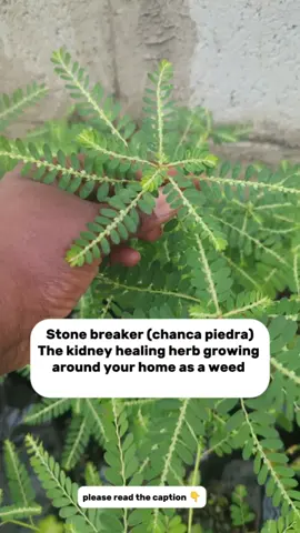 Have you met Stone Breaker, also known as Chanca Piedra, around your garden? Stone Breaker is a powerful tropical herb widely used in traditional medicine, especially in India and West Africa. Its name “Stone Breaker” comes from its strong ability to help break down and flush out kidney stones and gallbladder stones. So next time you find this common herb around, don’t just pluck it out—grow it and save it. 🌿💚 Did you know this about this plant? #stonebreaker #chancapiedra #naturalremedies #kidneyhealth    #fyp 
