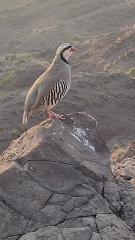 The Call of the Wild