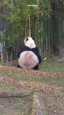 Aku akan babat habis semua tanaman ayah, sampai ayah perbolehkan aku bertemu istriku yang cantik dan pulen itu 😤😤 // 🎥 17-11-2025 // #lebao #lebaopanda #pandalife #panda #pandalover #baofamily #everlandkorea #pandaworld #baofamilyinkorea #giantpanda #fyp 