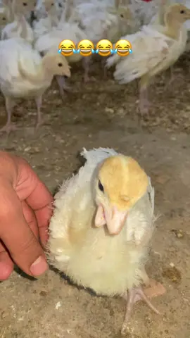 #الدهب_الابيض#الشعب_الصيني_ماله_حل😂😂 