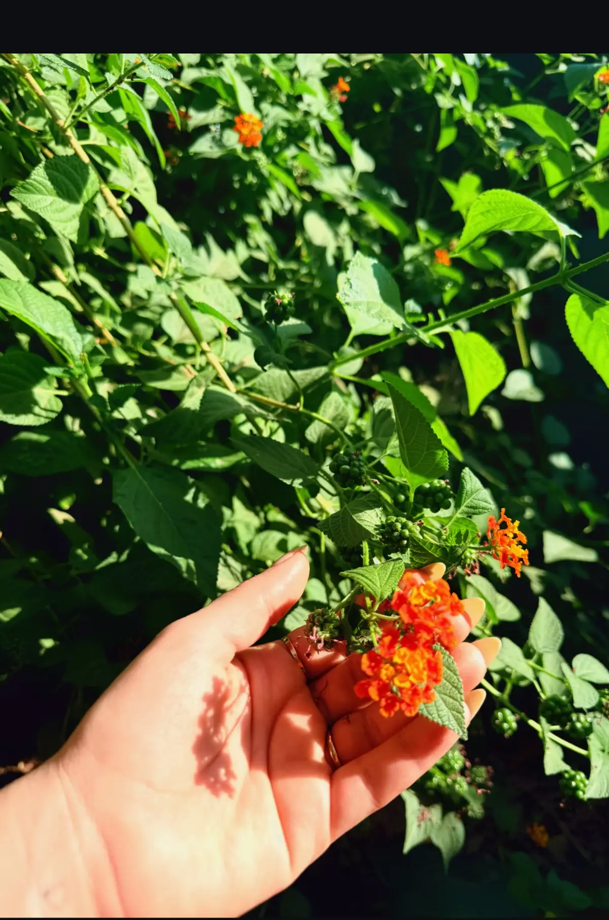 حُب الذات ليست أنانية ، بَل أهمية 🤎.