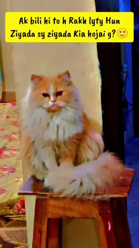 Ziyada sy ziyada Kia hojai g😭🙂#cats #viral #foryou #foryoupage #catsvideo 