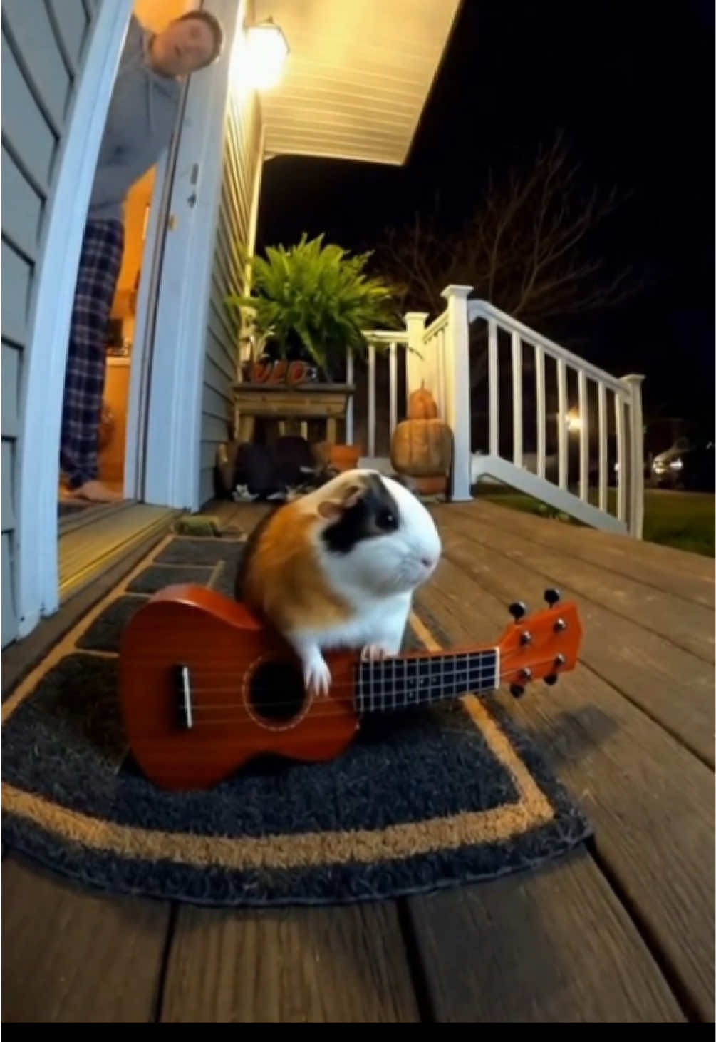 #guineapig #guineapigs 