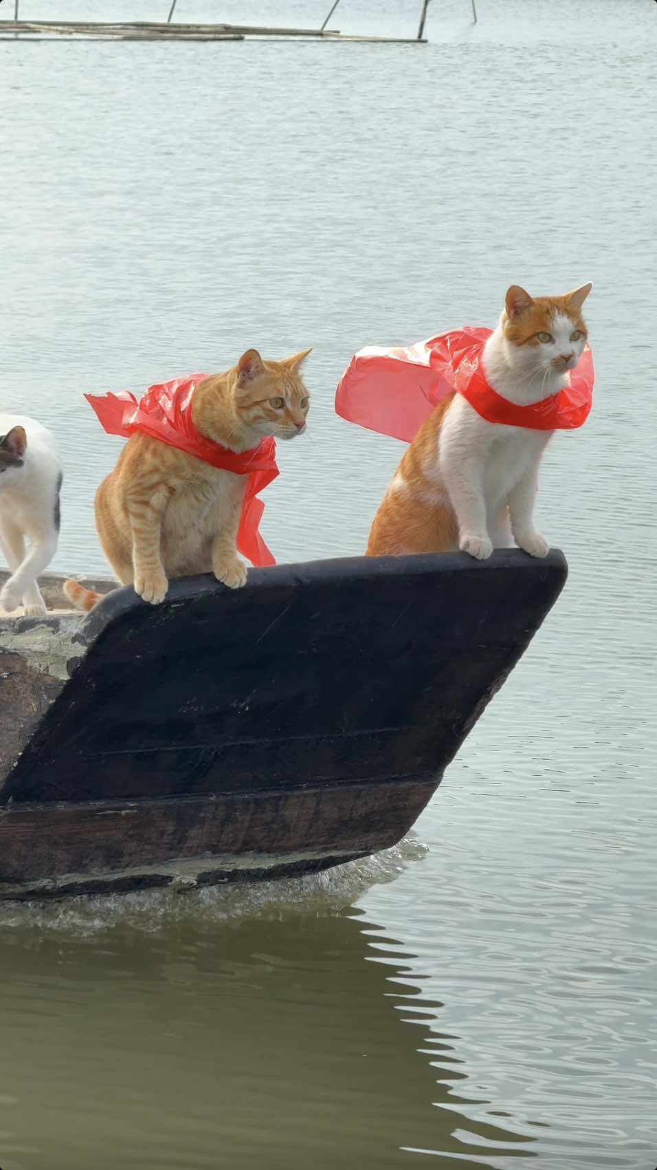 Seaside Tribe's Fishing Cat