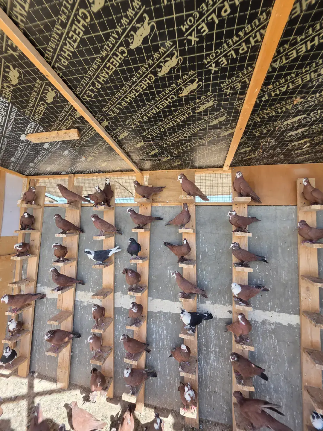 #مهدي_زناد #شعراء_وذواقين_الشعر_الشعبي #شعر_شعبي_عراقي 