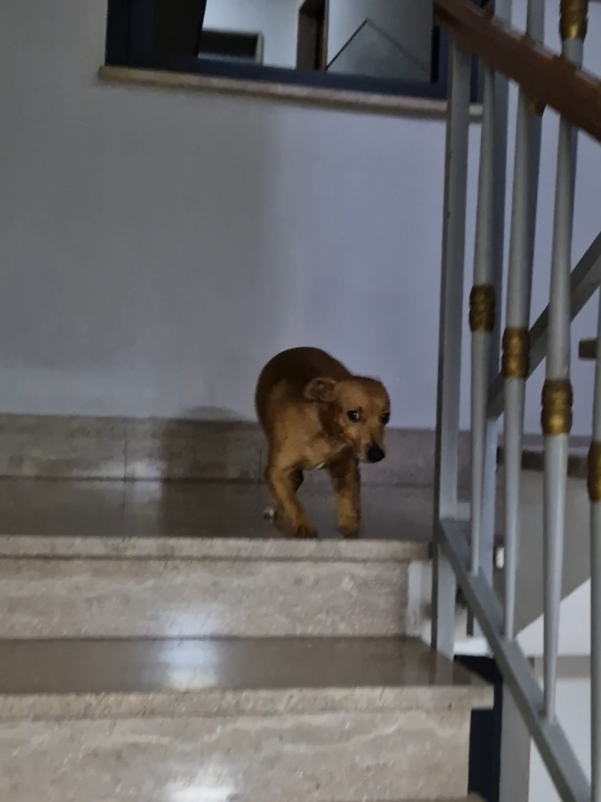 Everyday i get my dose of shaking booty #dogsoftiktok #doglife  #puppylove #dogsofinstagram 